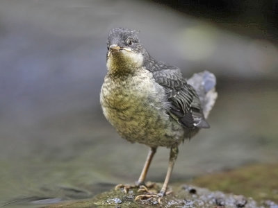 Dipper (fledgling)