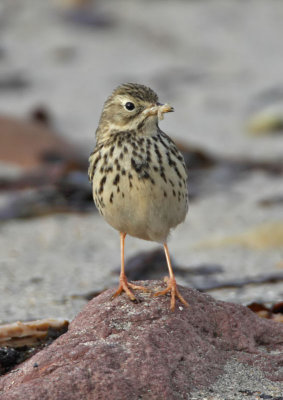 Meadow Pipit