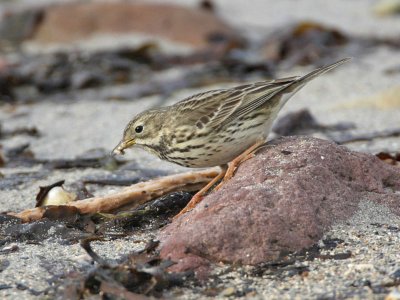Meadow Pipit