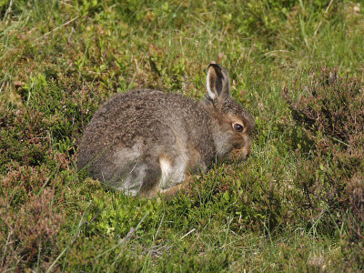 Mountain Hare leveret