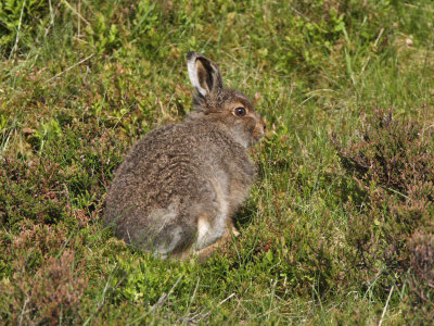 Mountain Hare leveret
