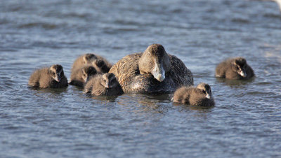 Eider duck with her own brood