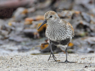 Dunlin (breeding plumage)