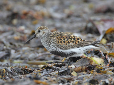 Dunlin (breeding plumage)