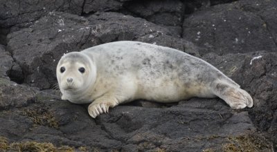 Grey Seal (pup)