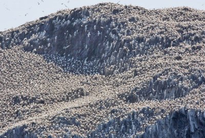 Gannets Bass Rock