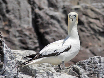 Gannet Bass Rock