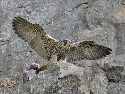 Peregrine Falcon juvenile wing exercising