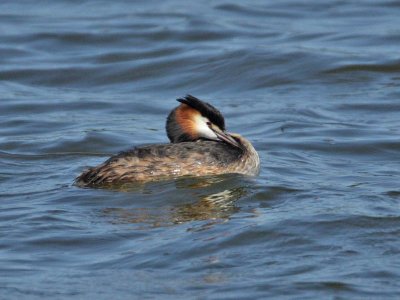 Great Crested Grebe