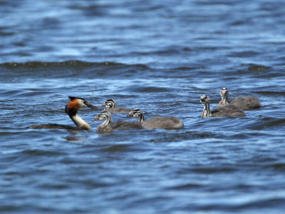 Great Crested Grebe with brood of five