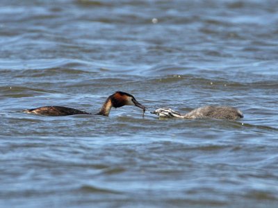Great Crested Grebe with young