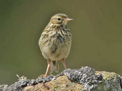 Meadow Pipit