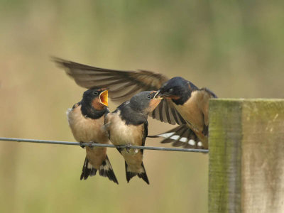 Swallow  juveniles being fed by parent