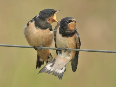 Swallow juveniles