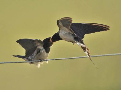 Swallow feeding juvenile