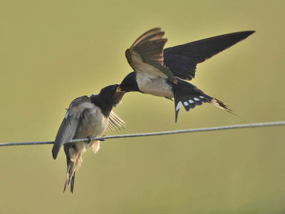 Swallow feeding juvenile
