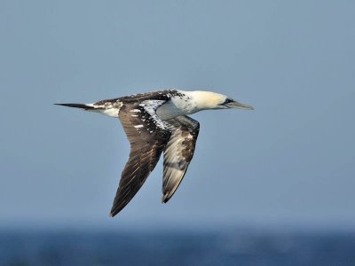 Gannet (2nd summer)