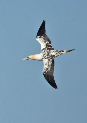 Gannet (3rd summer)