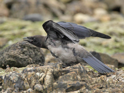 Hooded x Carrion Crow  hybrid (juvenile)