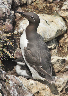 Guillemot (bridled) with young