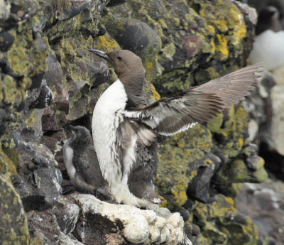 Guillemot and young