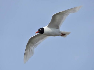 Mediterranean Gull (breeding plumage)
