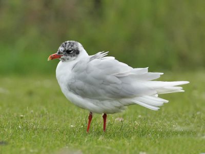 Mediterranean Gull