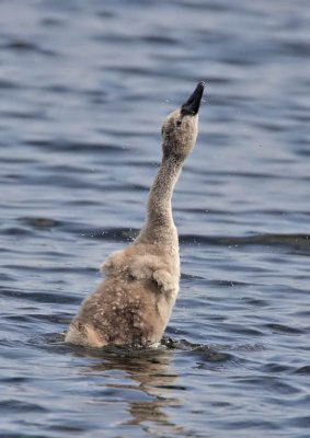 Mute Swan cygnet