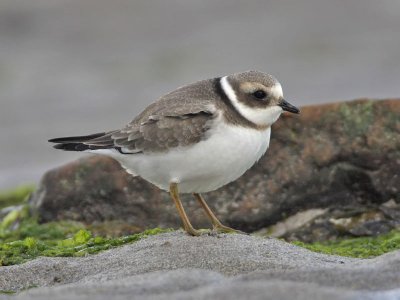Ringed Plover (juvenile)