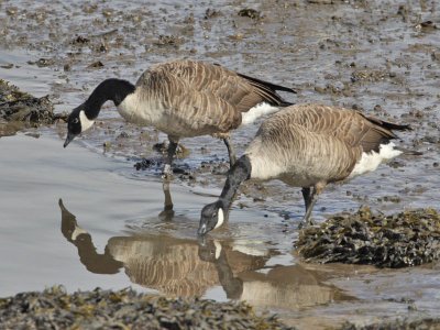 Canada Geese