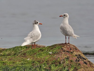 Mediterranean Gulls