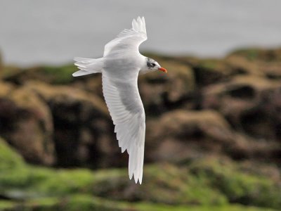Mediterranean Gull