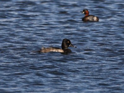 Ring-necked Duck (eclipse drake)