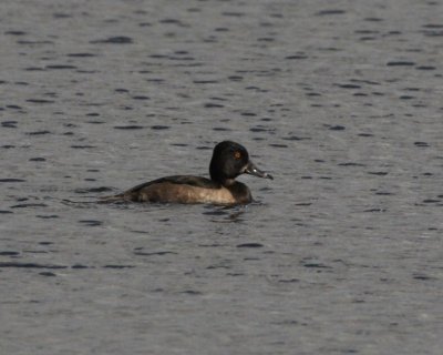 Ring-necked Duck (eclipse drake)