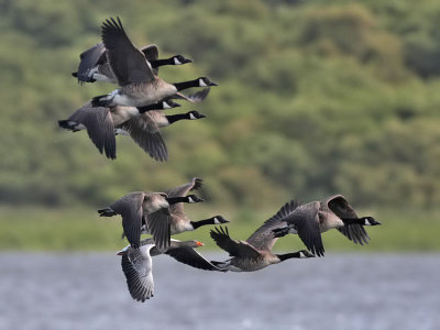 Canada Geese with a Greylag