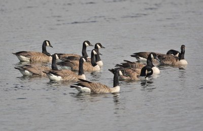 Canada Geese