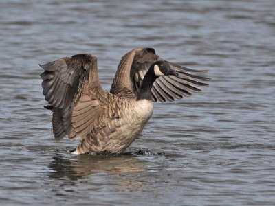 Canada Goose