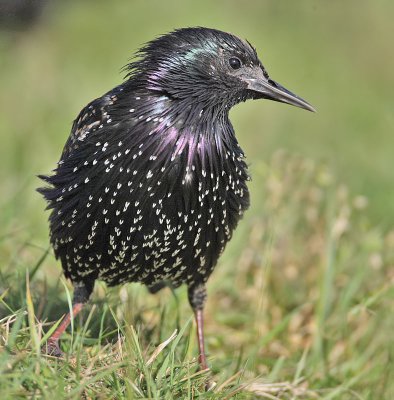 Starling