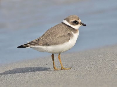 Ringed Plover (juvenile)
