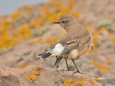 Wheatear