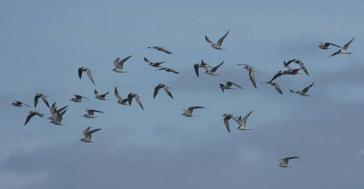 Common Terns