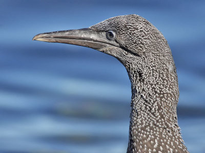 Gannet 1st w