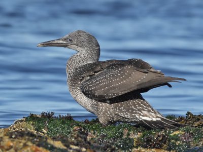 Gannet 1st w