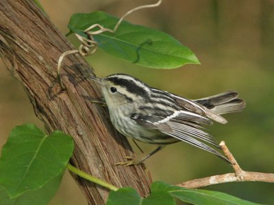 Black and White Warbler, Higbee WMA