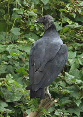Black Vulture, Bayshore Road, Cape May