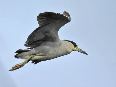 Black-crowned Night-Heron, Nummy Island, New Jersey