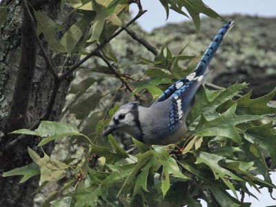 Blue Jay (1st w), Villas WMA