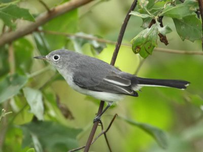 Blue-grey Gnatcatcher, Cape May Point State Park