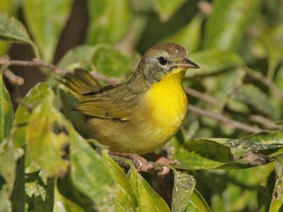 Common Yellowthroat (1st w male), Higbee WMA