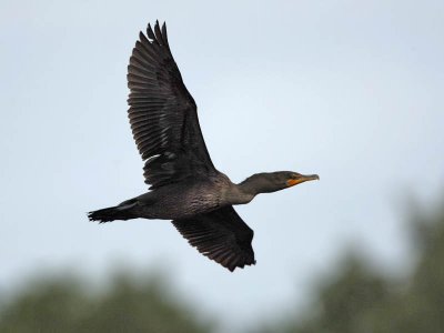 Double-crested Cormorant, Cape May Point State Park